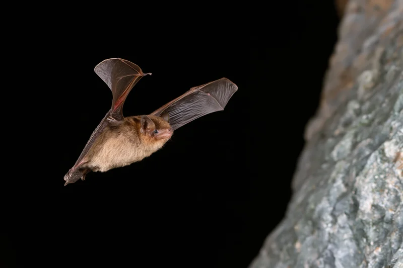 Small brown bat in mid-flight with wings extended near rocky cliff face