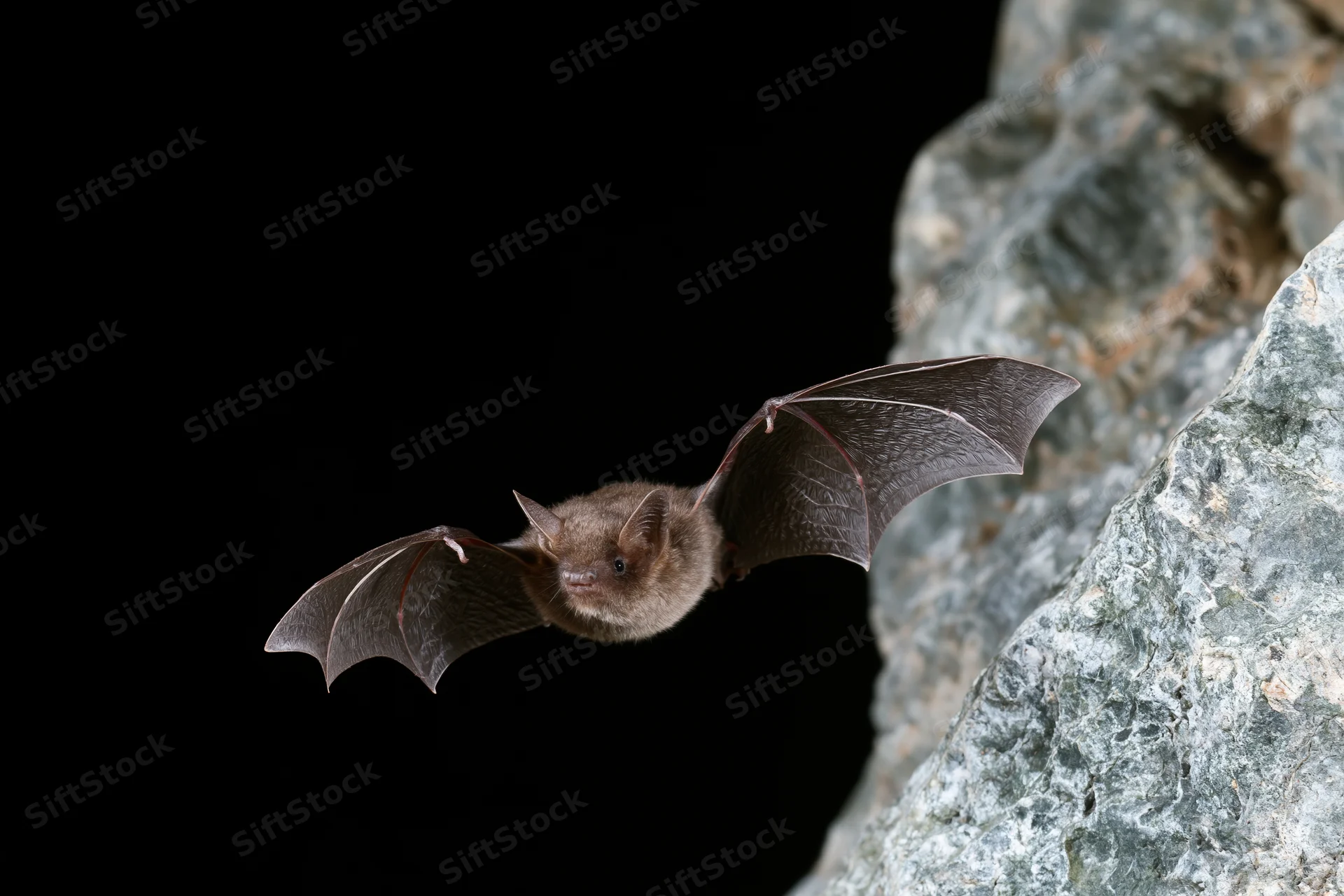 Small brown bat in mid-flight with wings extended near rocky outcrop