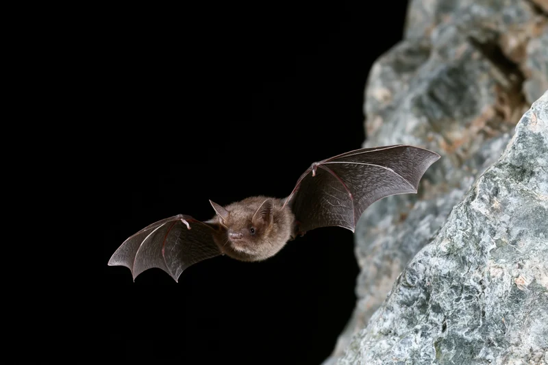 Small brown bat in mid-flight with wings extended near rocky outcrop