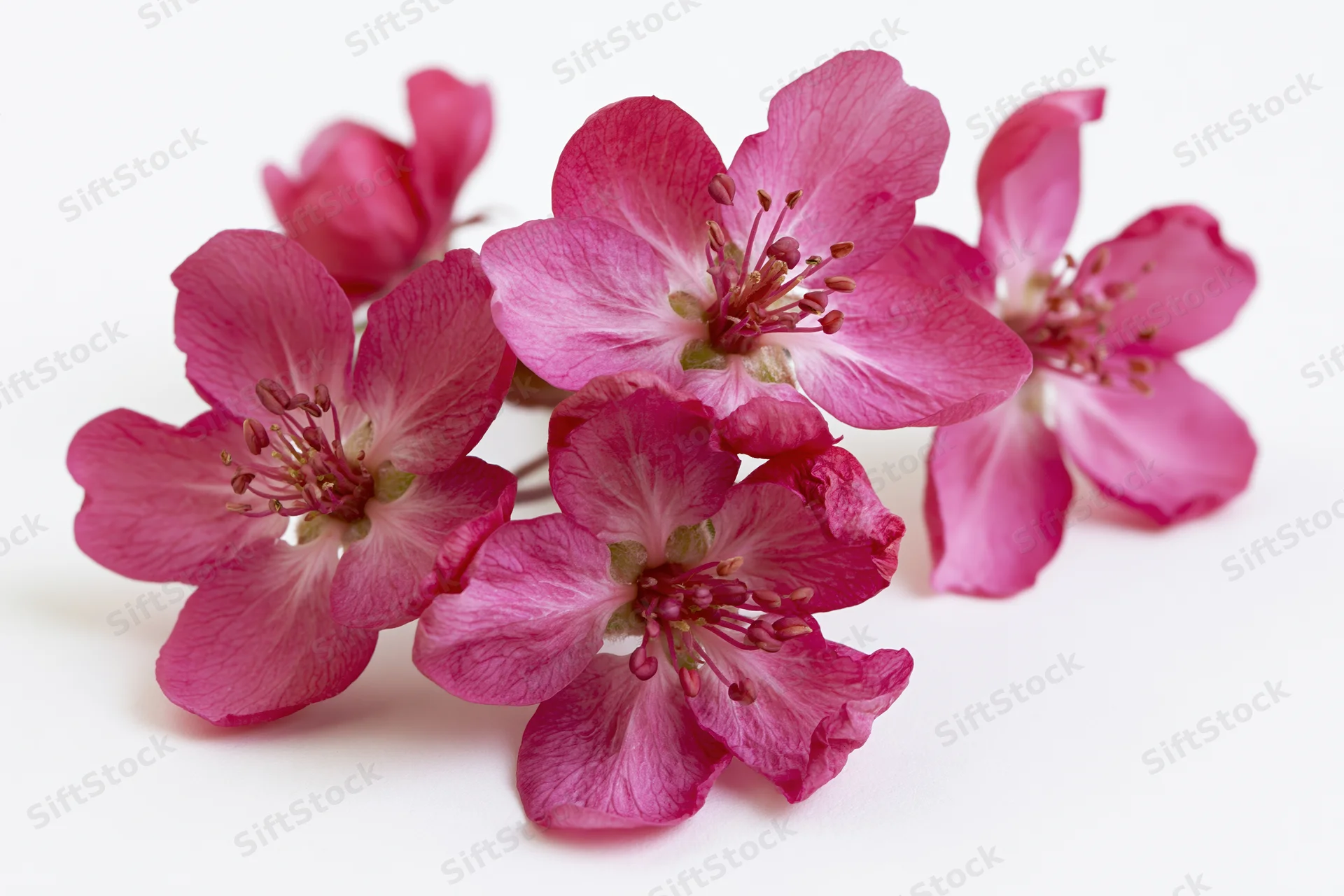 Small cluster of deep pink crabapple blossoms arranged on a white background