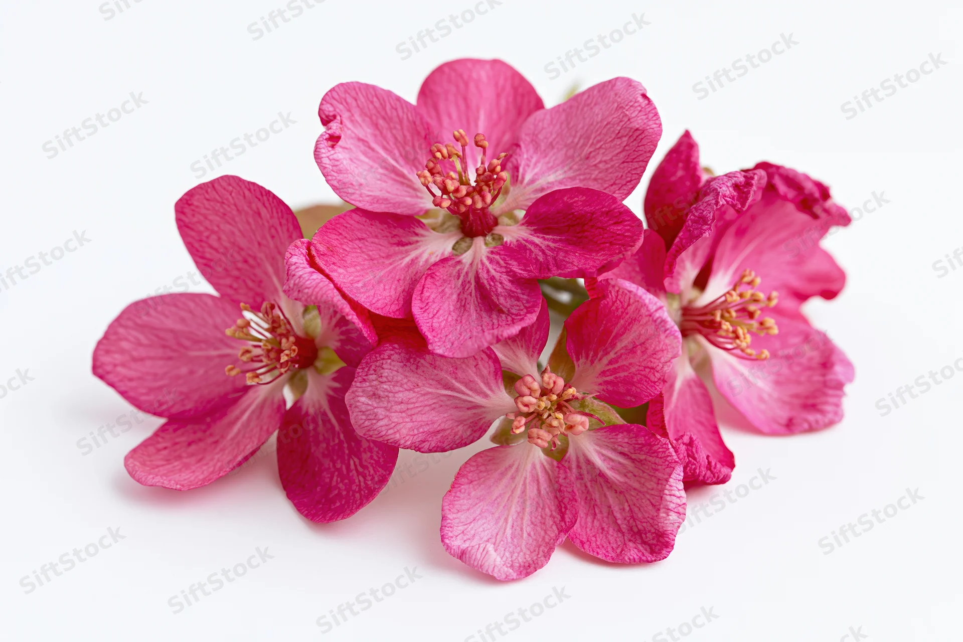 Small cluster of deep pink crabapple blossoms arranged on a white background