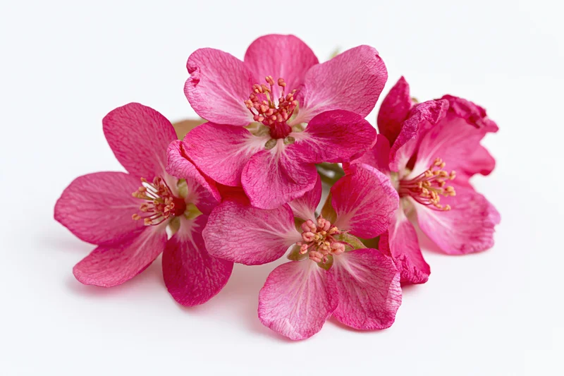 Small cluster of deep pink crabapple blossoms arranged on a white background