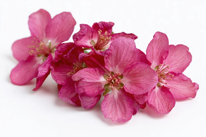 Cluster of deep pink crabapple blossoms arranged on white background