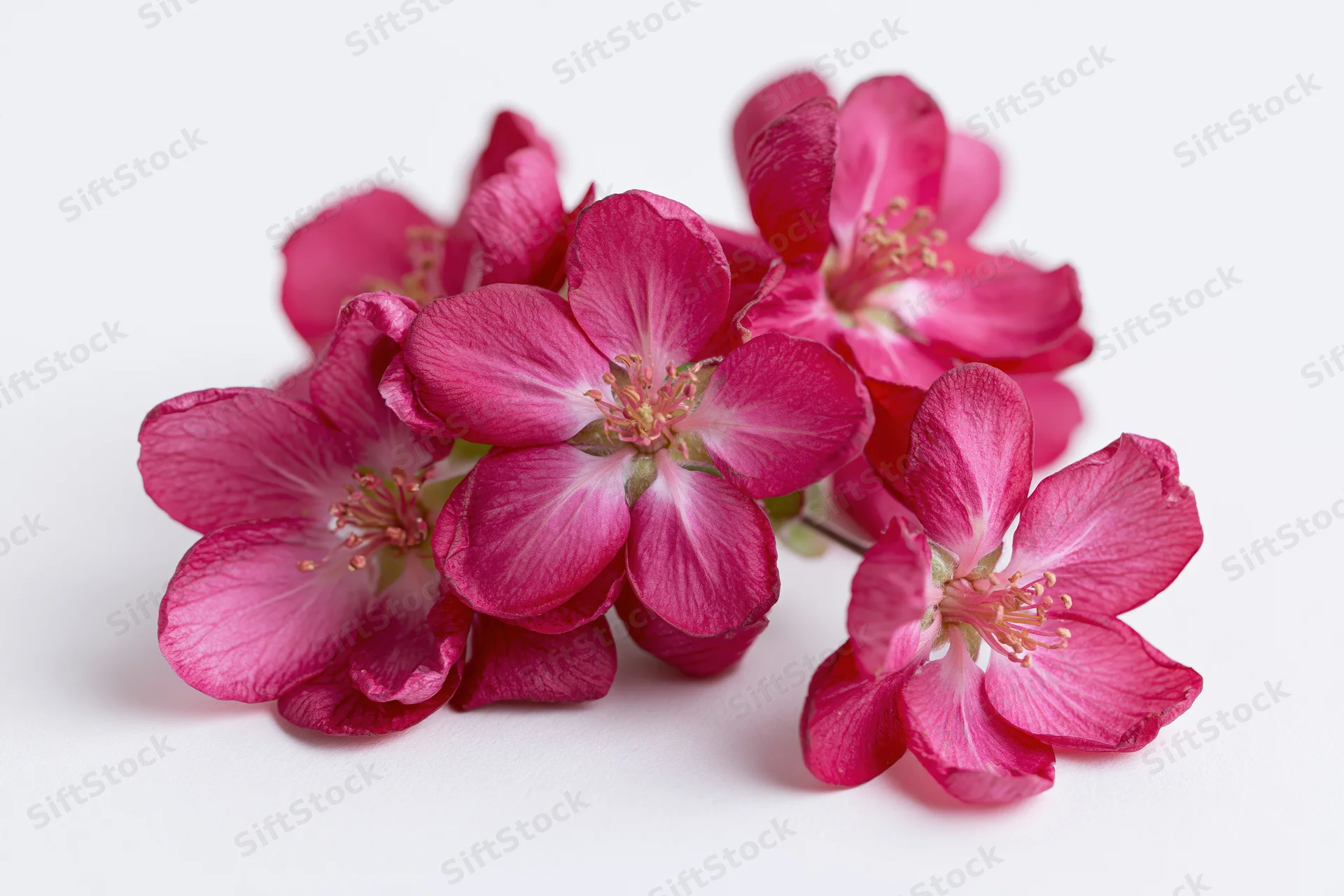 Cluster of deep pink crabapple blossoms arranged on a white surface