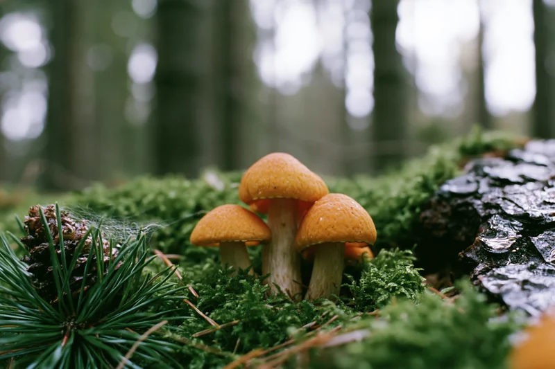 Small cluster of orange-capped wild mushrooms growing low among moss and pine needles in a damp forest floor setting