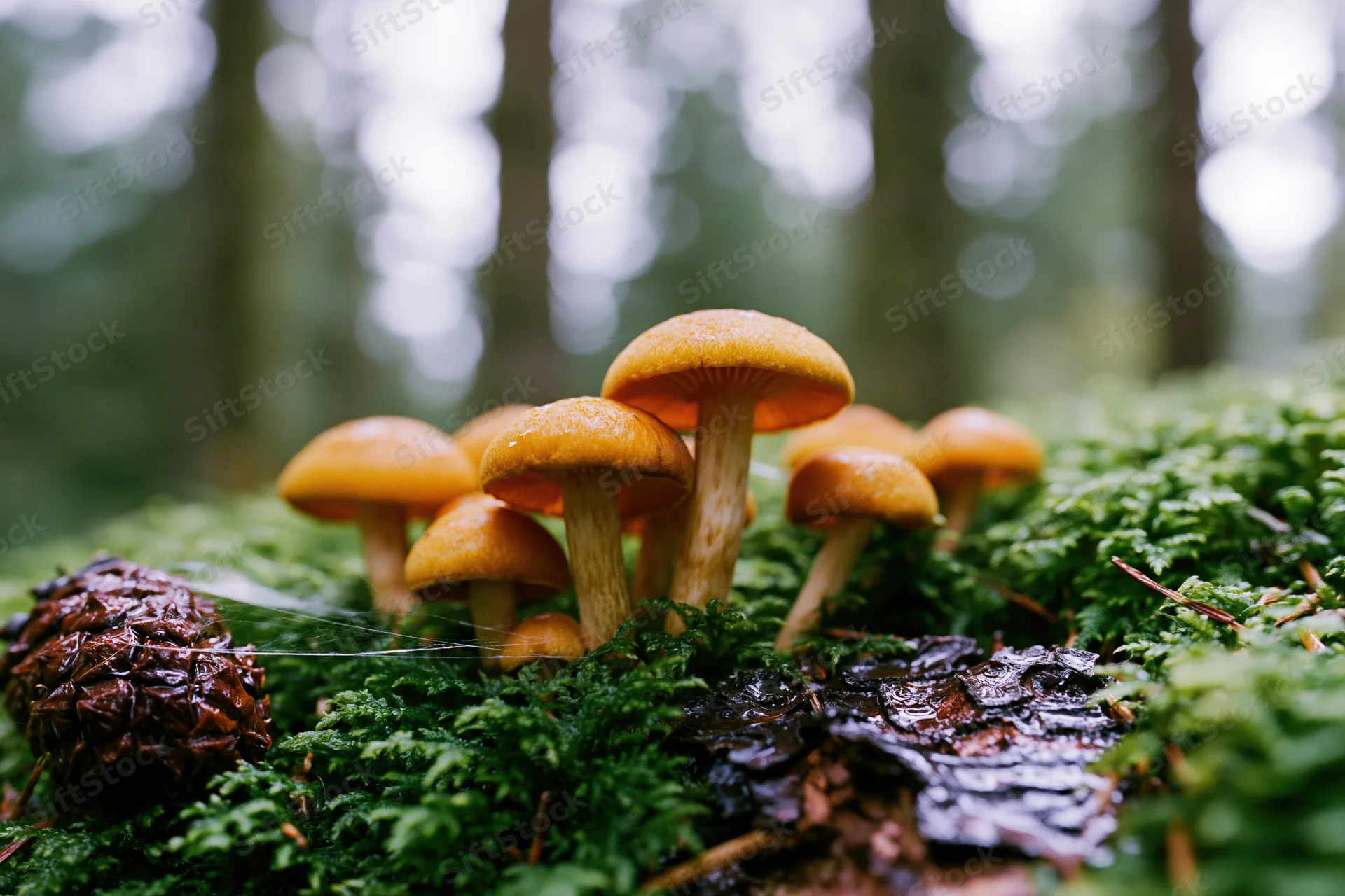 Cluster of orange-capped wild mushrooms growing on mossy forest floor near pinecone