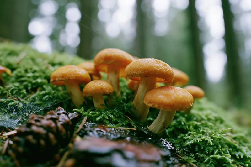 Small cluster of orange-capped wild mushrooms growing on mossy forest ground near a pinecone
