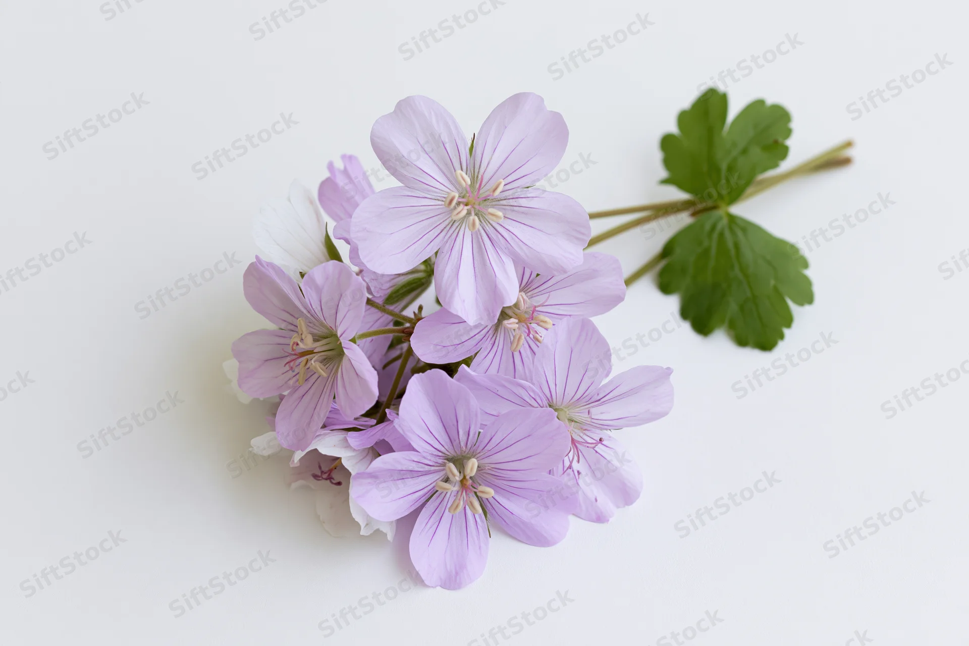 Small cluster of pale purple geranium flowers on a thin stem with green leaves against a white background