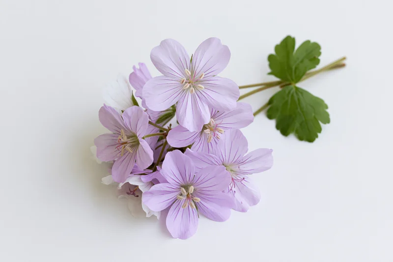 Small cluster of pale purple geranium flowers on a thin stem with green leaves against a white background