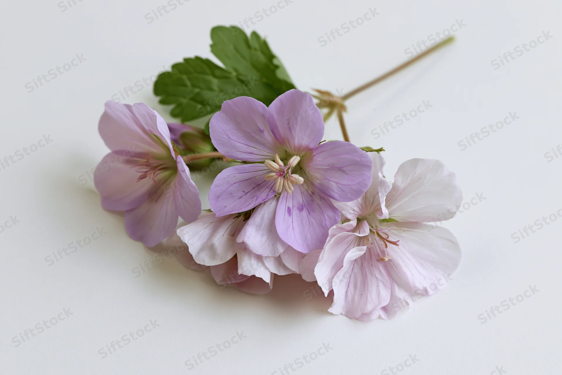 Small cluster of pale purple geranium flowers on a thin stem with green leaves against a white background