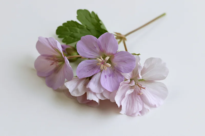 Small cluster of pale purple geranium flowers on a thin stem with green leaves against a white background