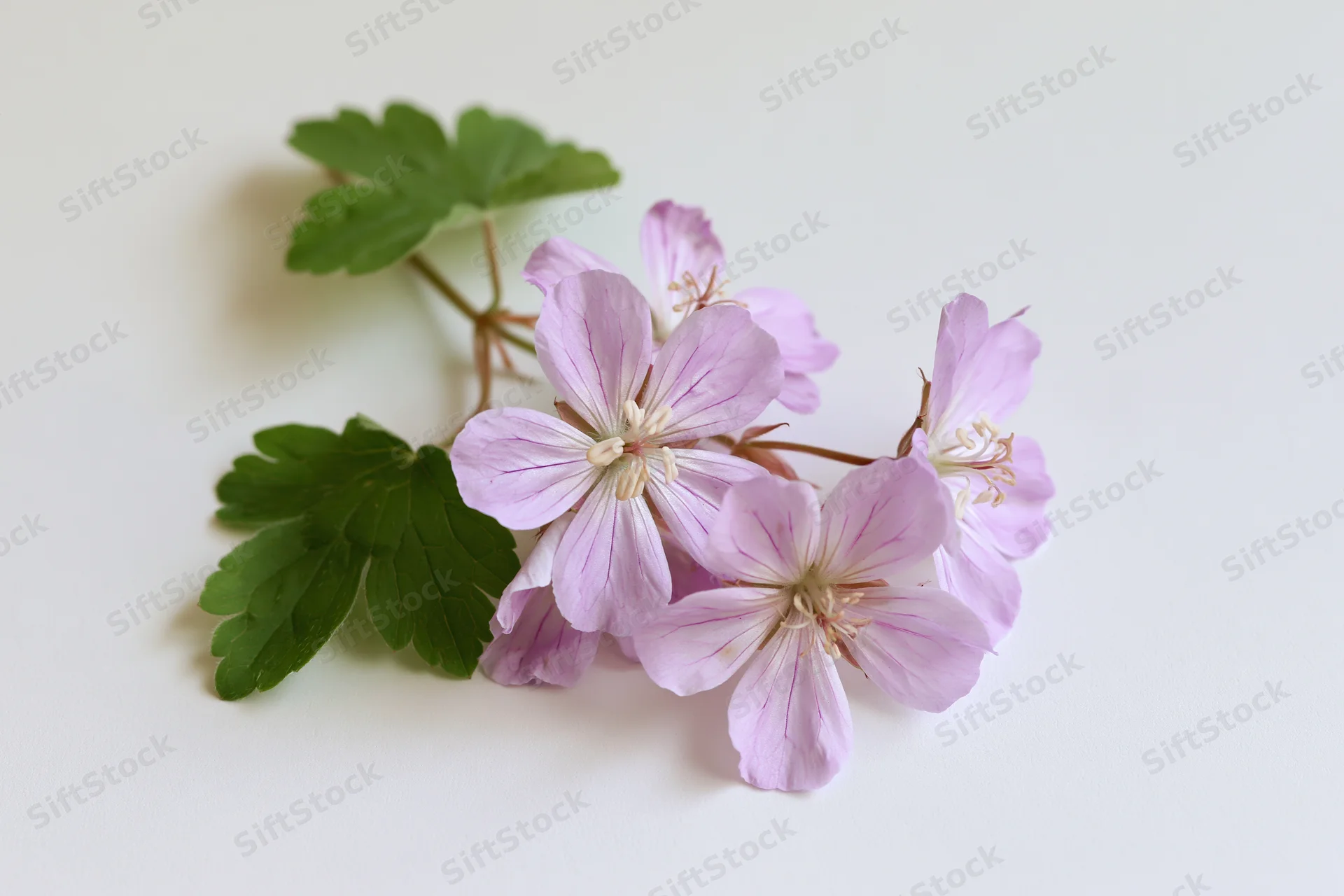 Small cluster of pale purple geranium flowers with green leaves on a thin stem against a white background