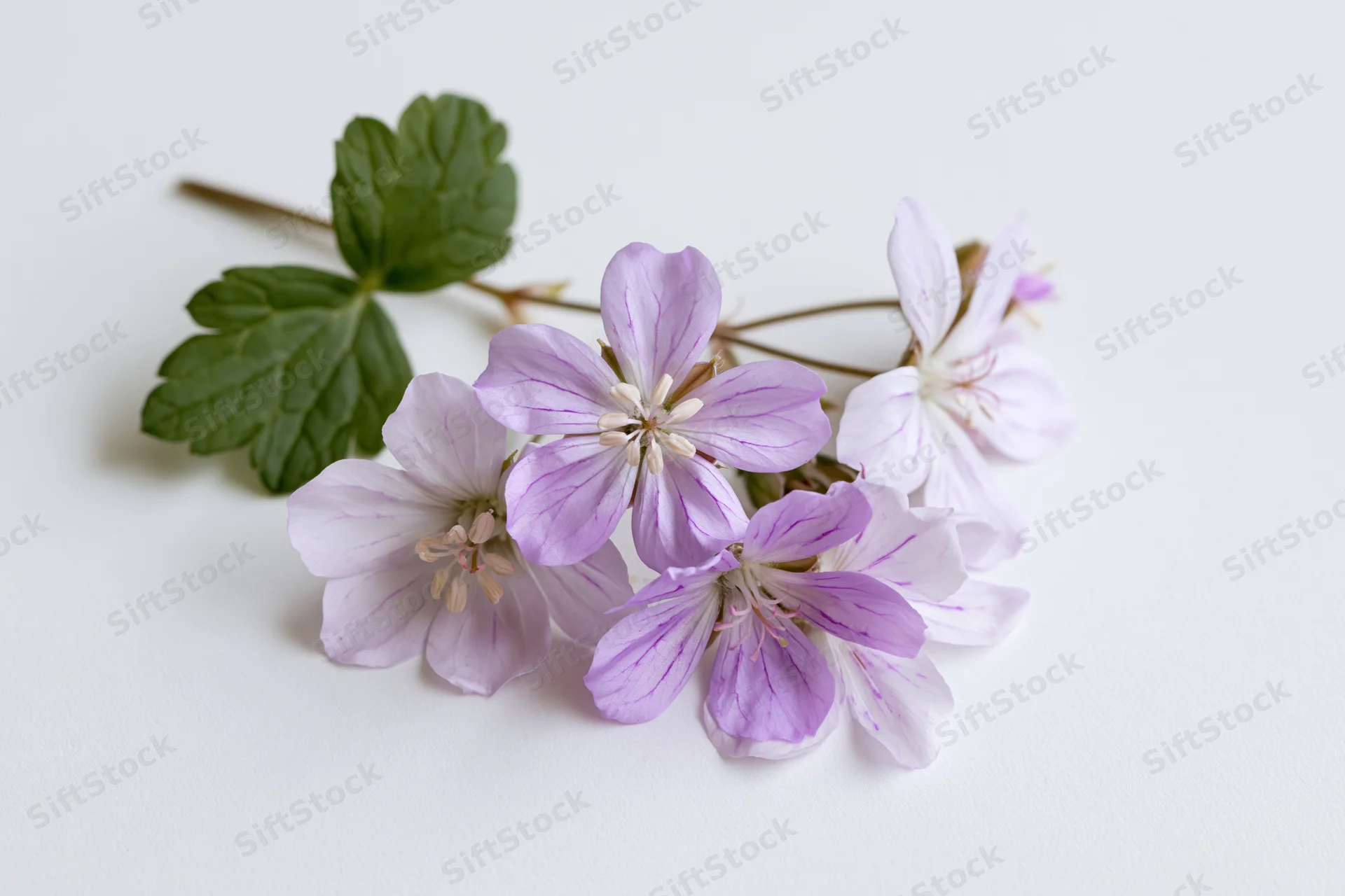 Small cluster of pale purple geranium flowers on a thin stem with green leaves against a white background