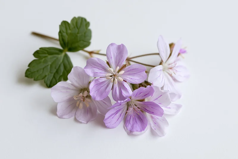 Small cluster of pale purple geranium flowers on a thin stem with green leaves against a white background