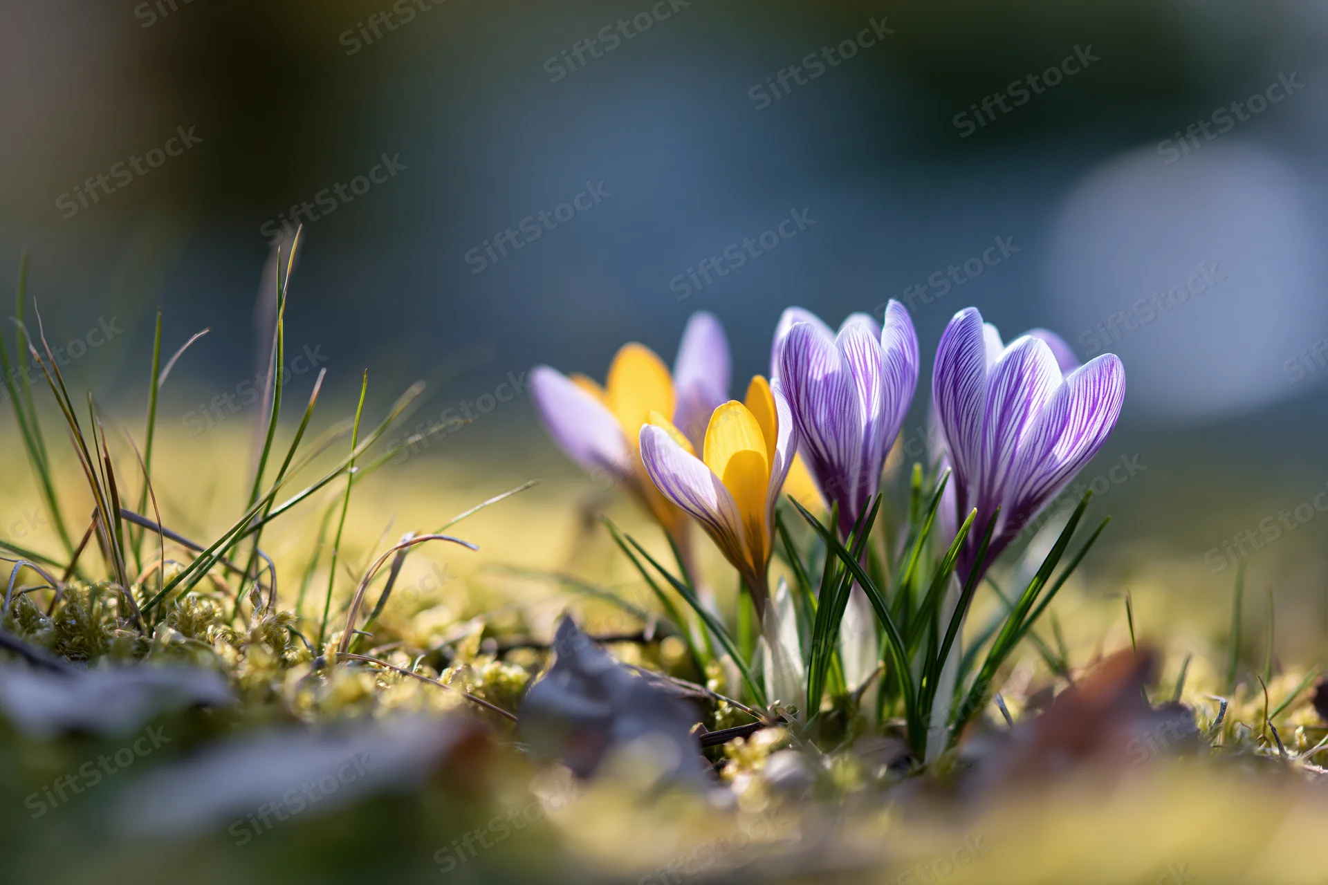 Small cluster of purple-striped and yellow crocus flowers blooming in a mossy grassy meadow under sunlight