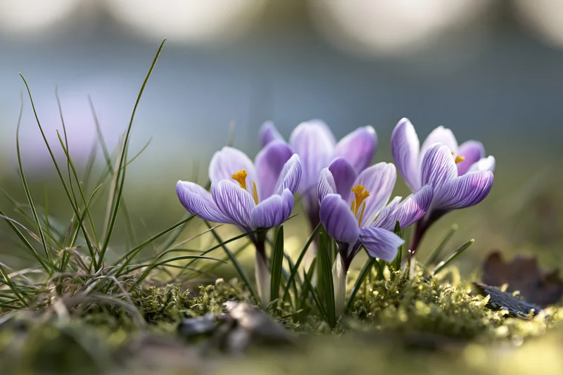 Small cluster of purple-striped and yellow crocus flowers blooming in mossy ground among green grass