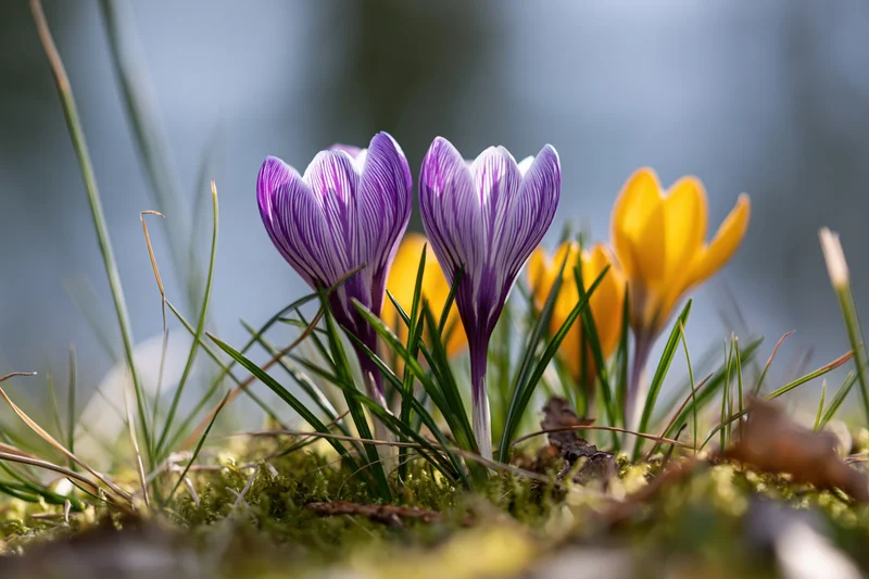 Purple-striped and yellow crocus flowers blooming in a mossy meadow among green grass