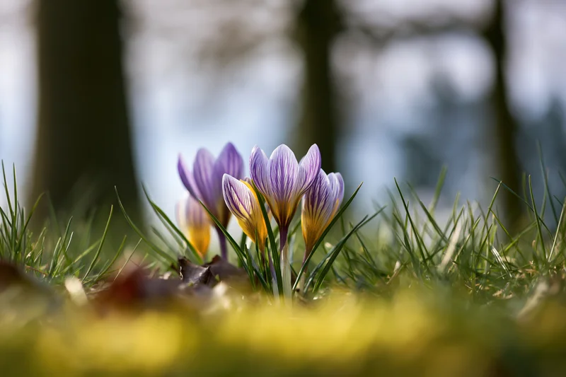 Small cluster of purple and yellow crocus flowers blooming in grassy woodland floor