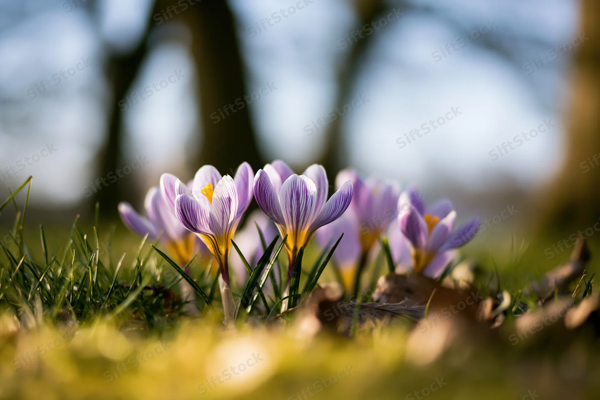 Small cluster of purple and yellow crocus flowers blooming in grassy meadow under soft sunlight