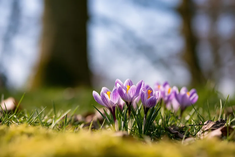 Small cluster of purple and yellow crocus flowers blooming in grassy woodland ground