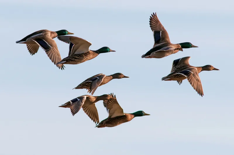 Mallard ducks in mid-flight with wings extended against clear sky