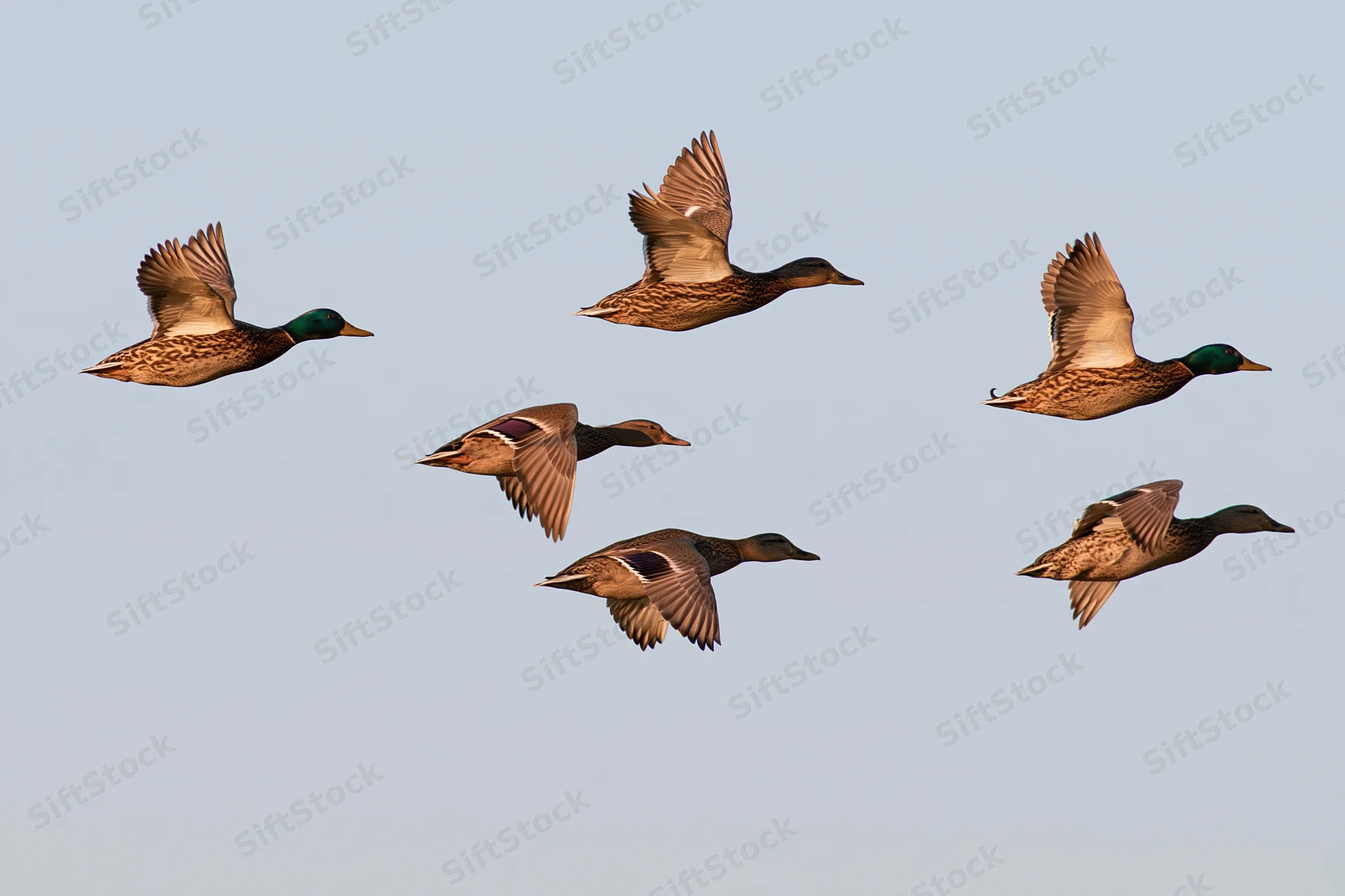 Mallard ducks in mid-flight with wings fully extended against a clear sky