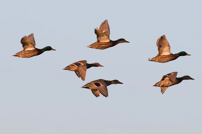 Mallard ducks in mid-flight with wings fully extended against a clear sky