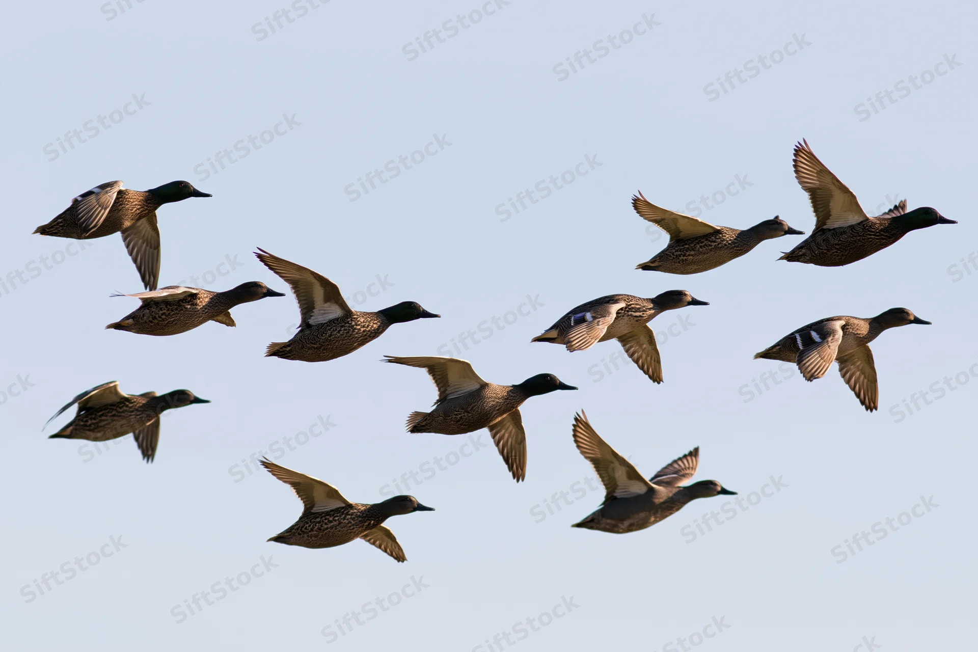 Small flock of mallard ducks in mid-flight with wings fully extended against clear sky