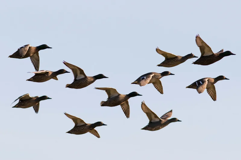 Small flock of mallard ducks in mid-flight with wings fully extended against clear sky