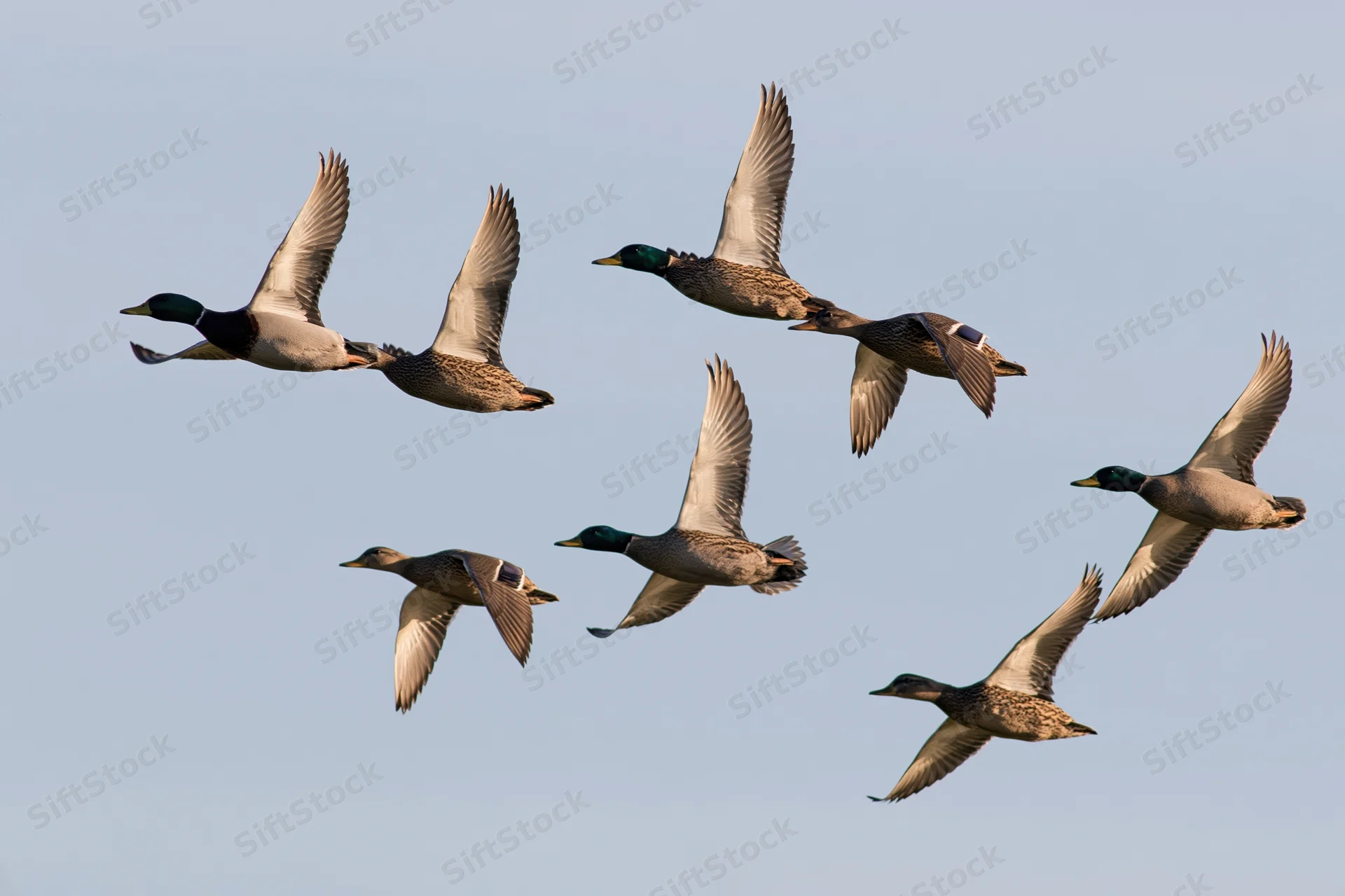 Mallard ducks in mid-flight with wings fully extended against a clear sky