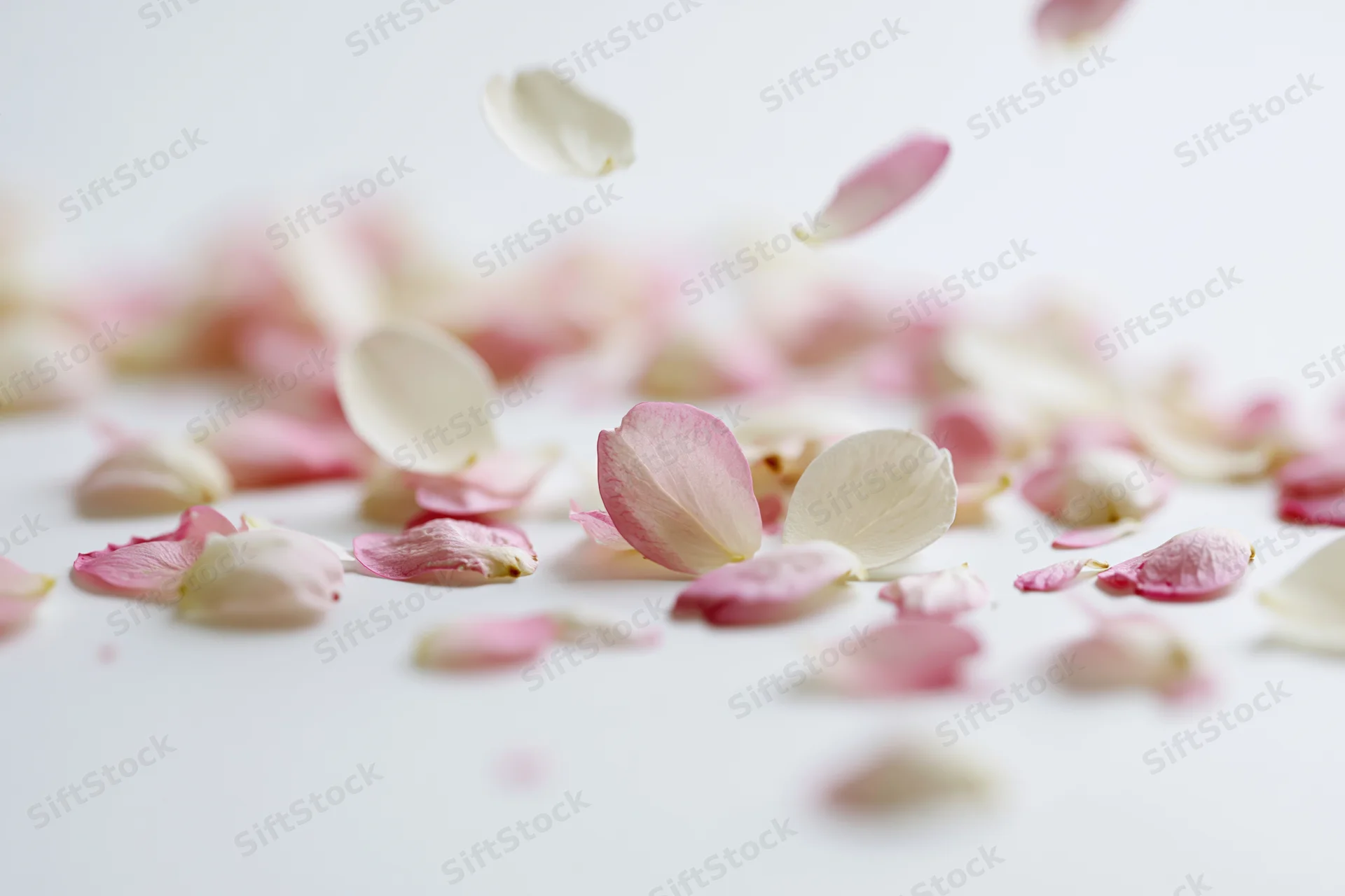 Pink and white flower petals floating and scattered midair on a white surface