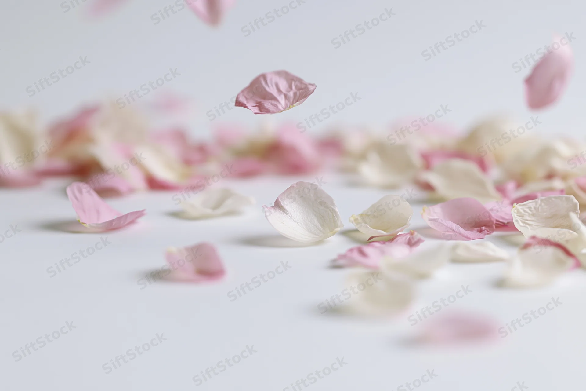 Pink and white flower petals floating and scattered midair on a white surface