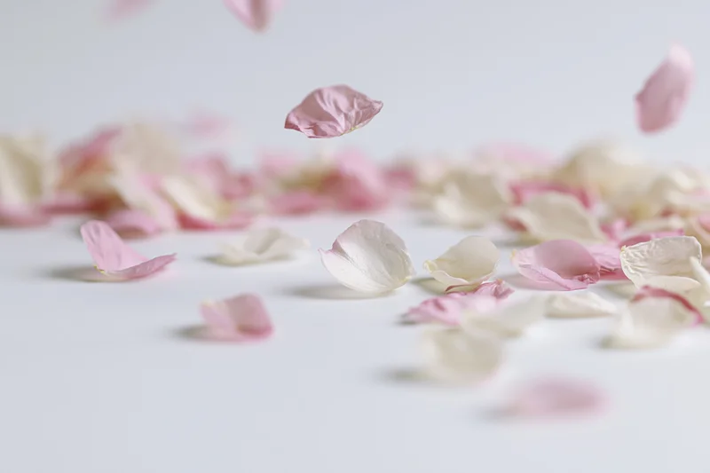 Pink and white flower petals floating and scattered midair on a white surface