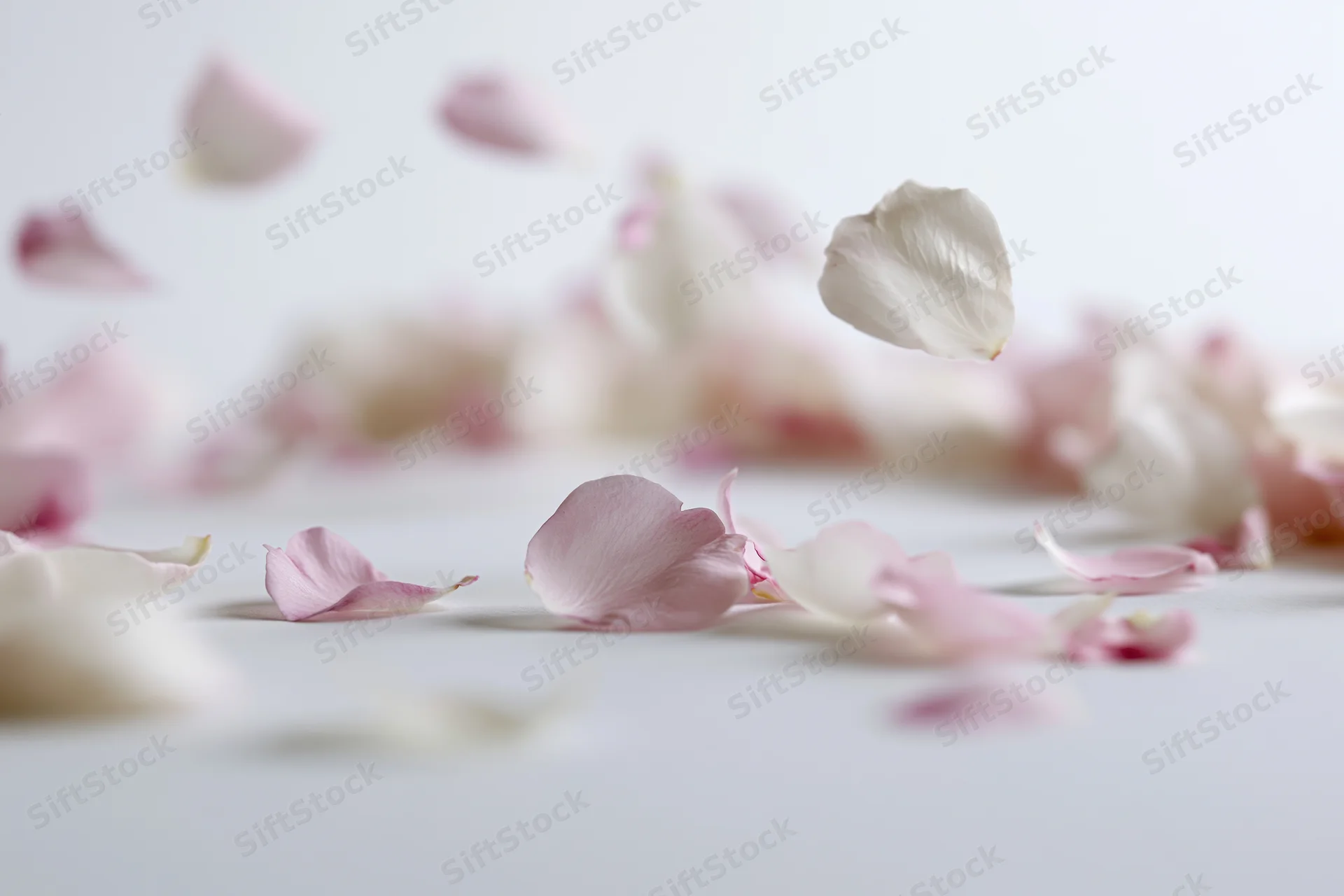 Pink and white flower petals floating and scattered midair on a light surface
