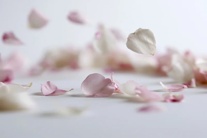 Pink and white flower petals floating and scattered midair on a light surface