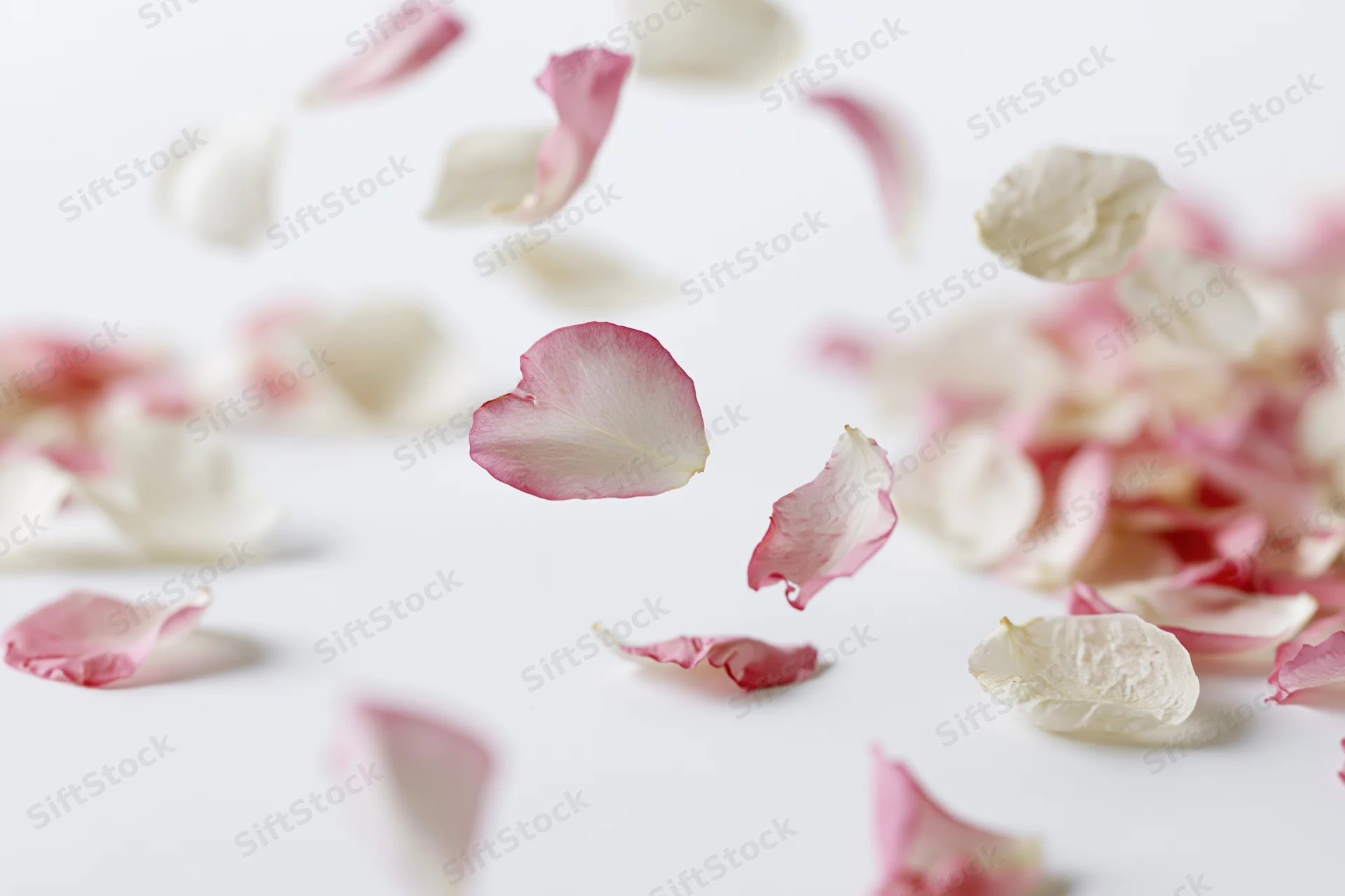 Pink and white rose petals floating midair against a white background