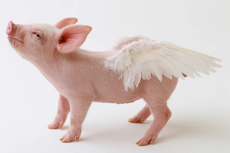 Small pink piglet with white feathered wings standing on white background