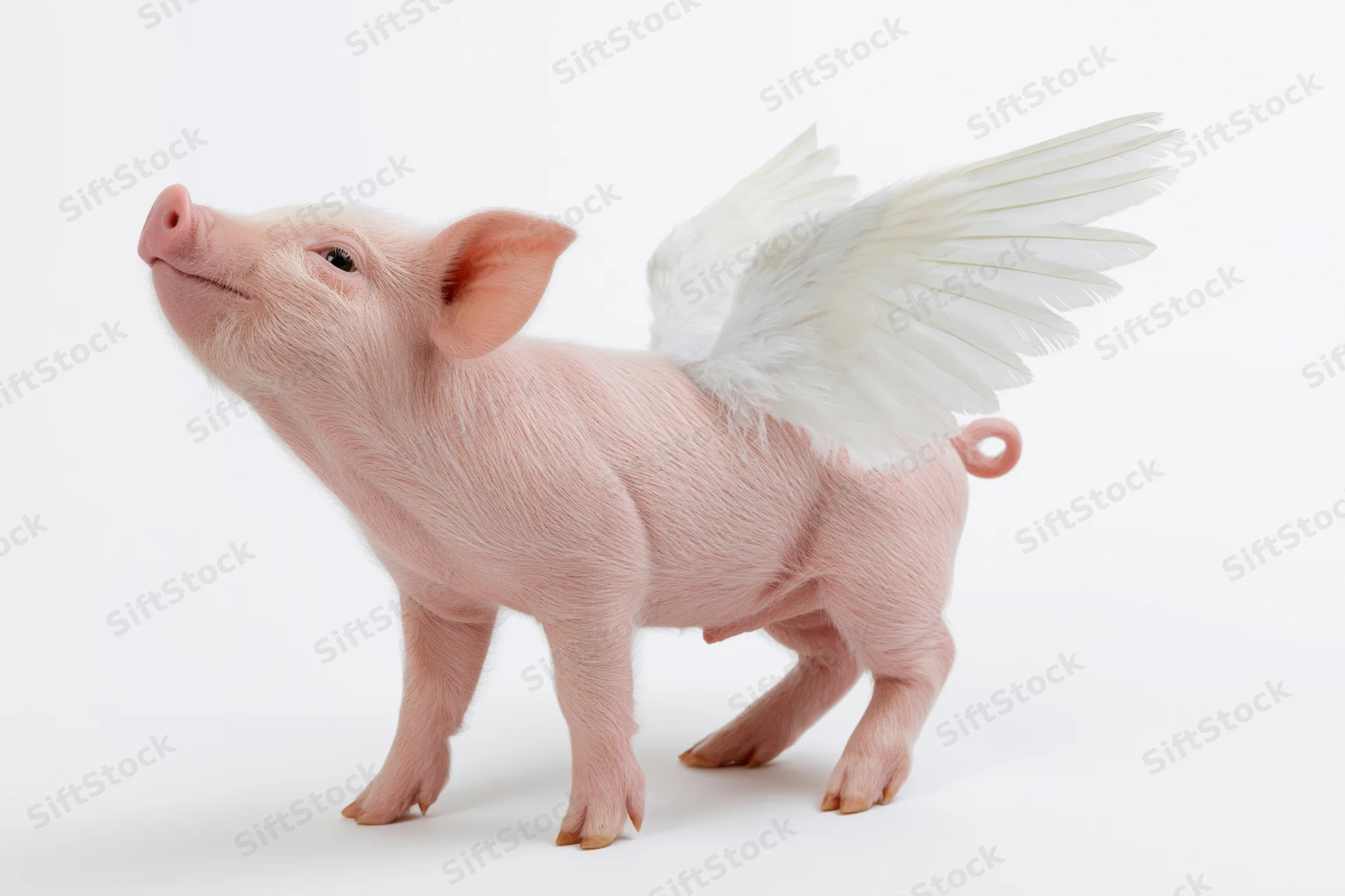 Small pink piglet with white feathered wings standing on white background