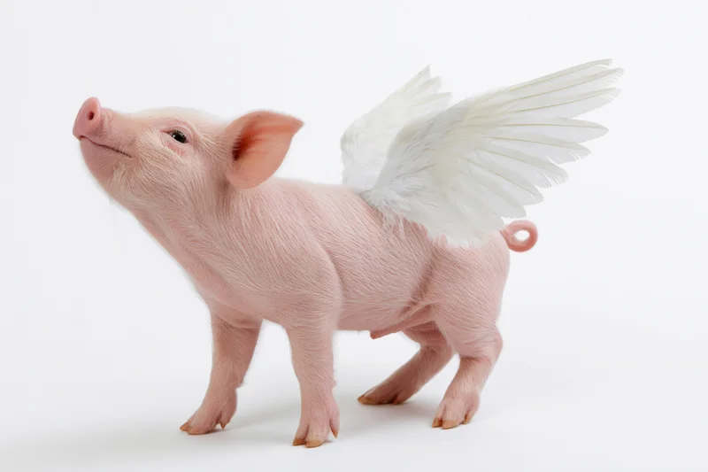Small pink piglet with white feathered wings standing on white background