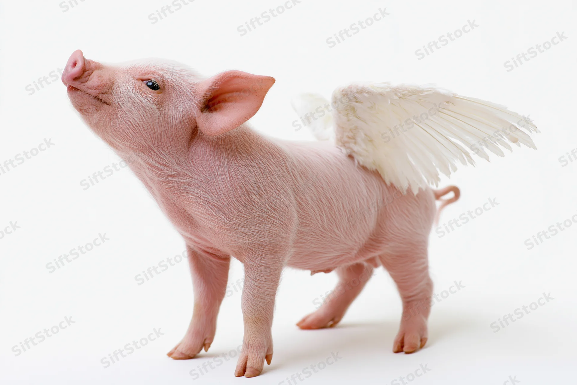 Small pink piglet with white feathered wings standing on white background