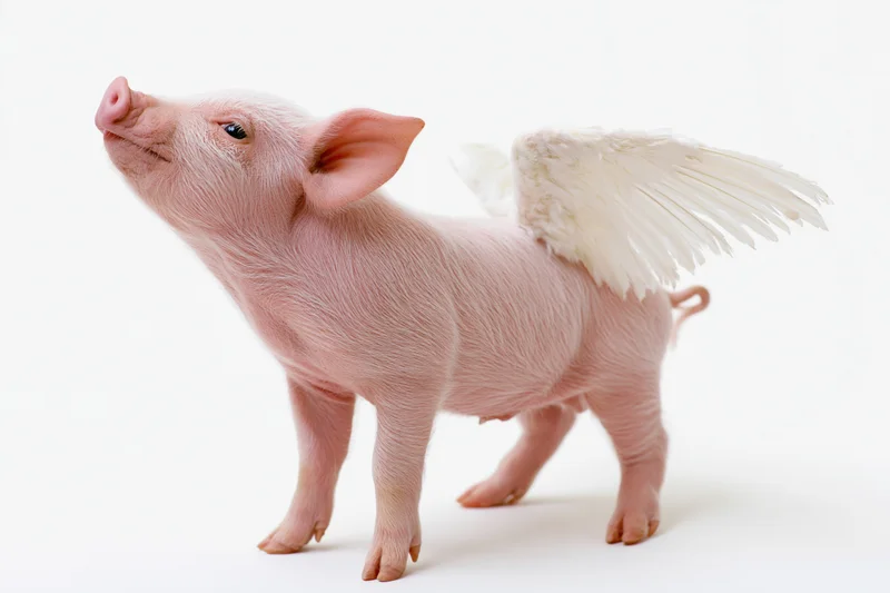 Small pink piglet with white feathered wings standing on white background
