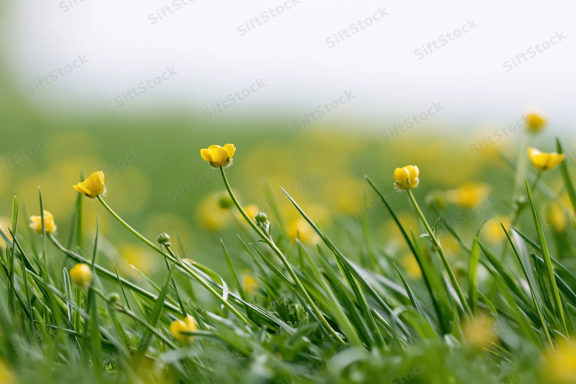 Small yellow buttercup wildflowers growing in dense green grass in a meadow