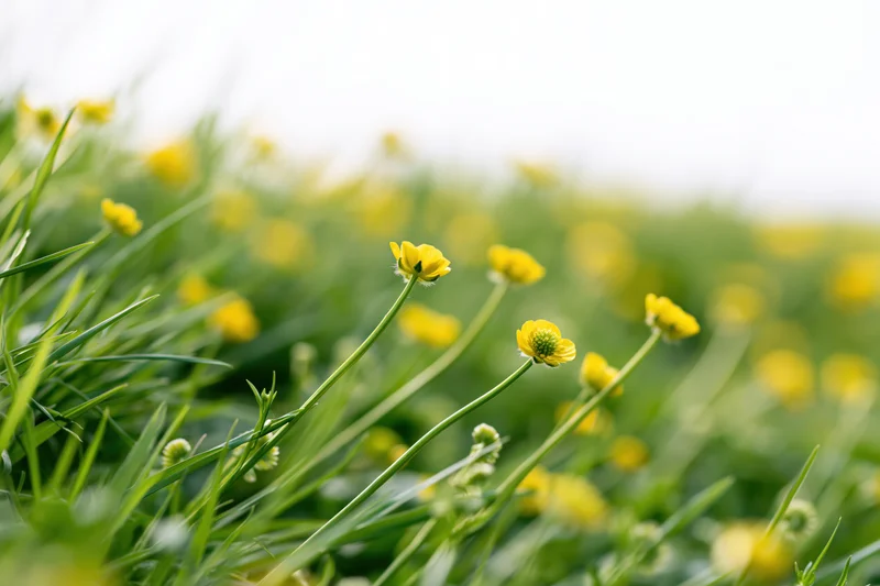 Small yellow buttercup wildflowers growing in dense green grass in a meadow