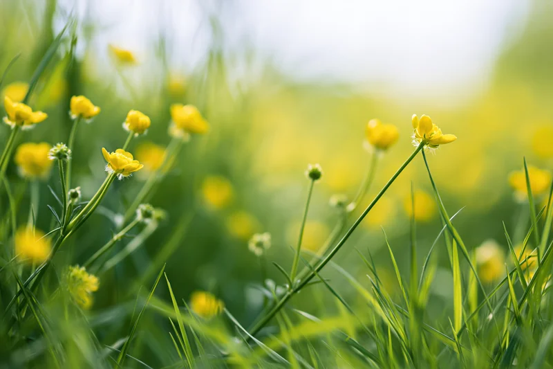 Small yellow buttercup wildflowers growing in dense green grass in a meadow