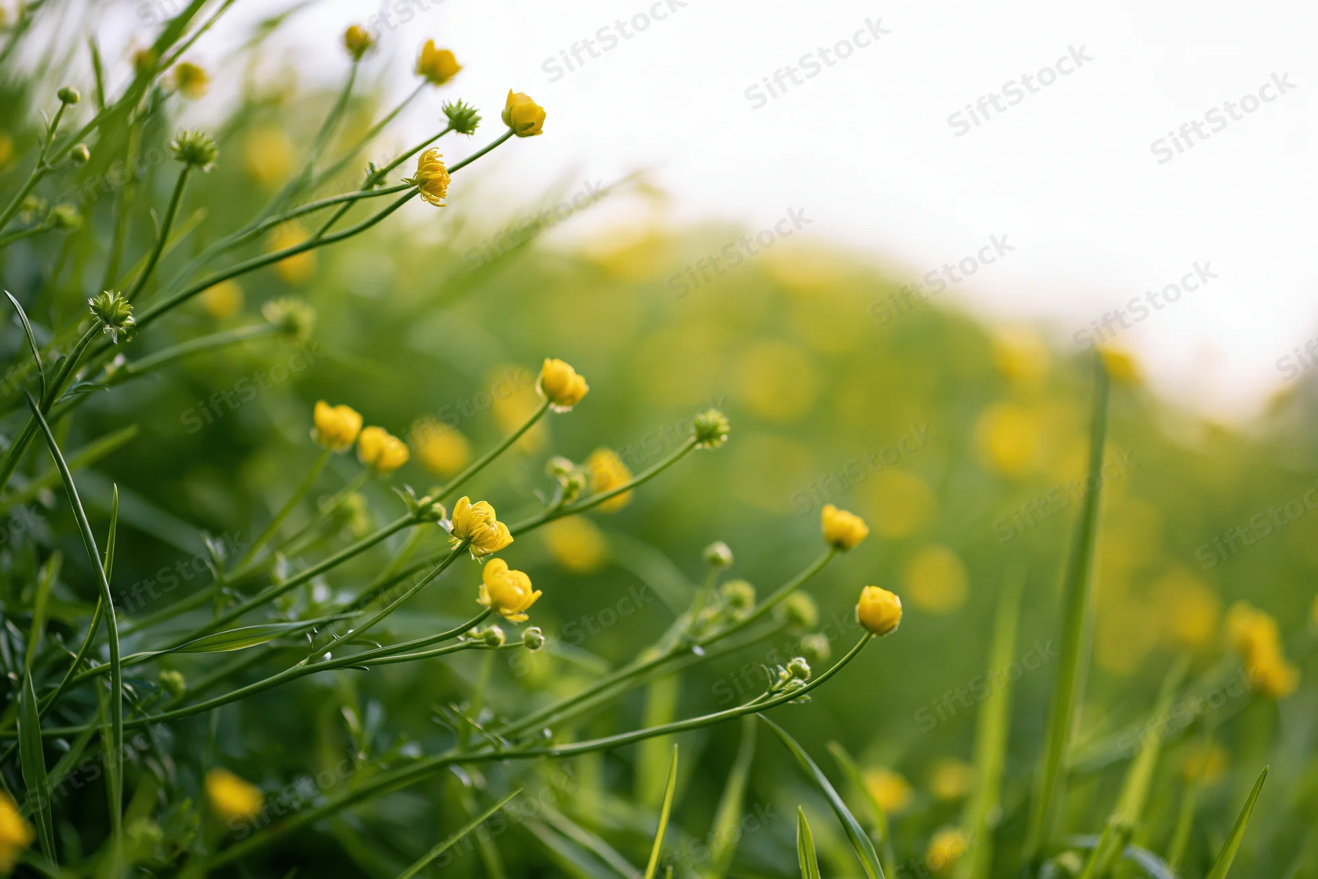 Small yellow buttercup wildflowers blooming in dense green grassy field