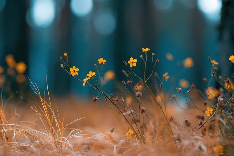 Small yellow wildflowers growing among dry grass in a field with blurred blue background