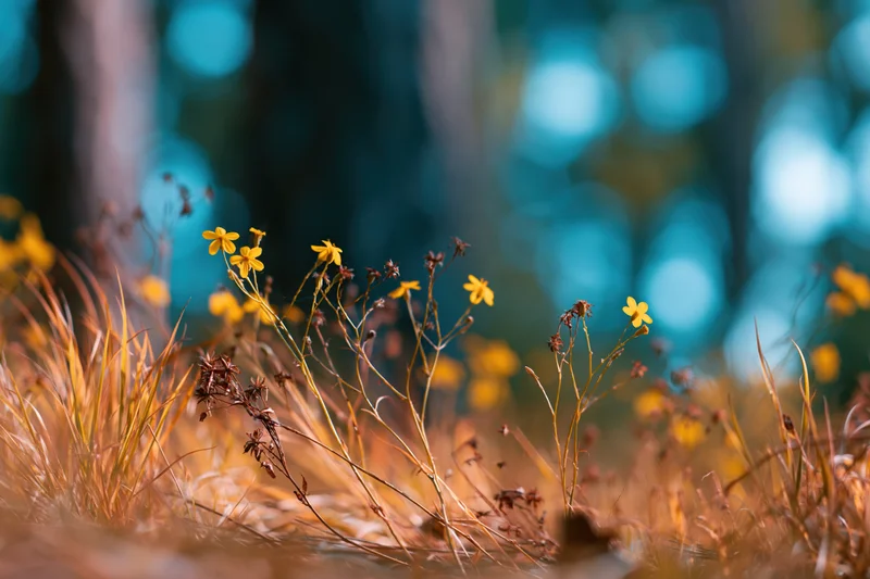 Small yellow wildflowers growing low among dry grass in a forest meadow with blurred blue bokeh background