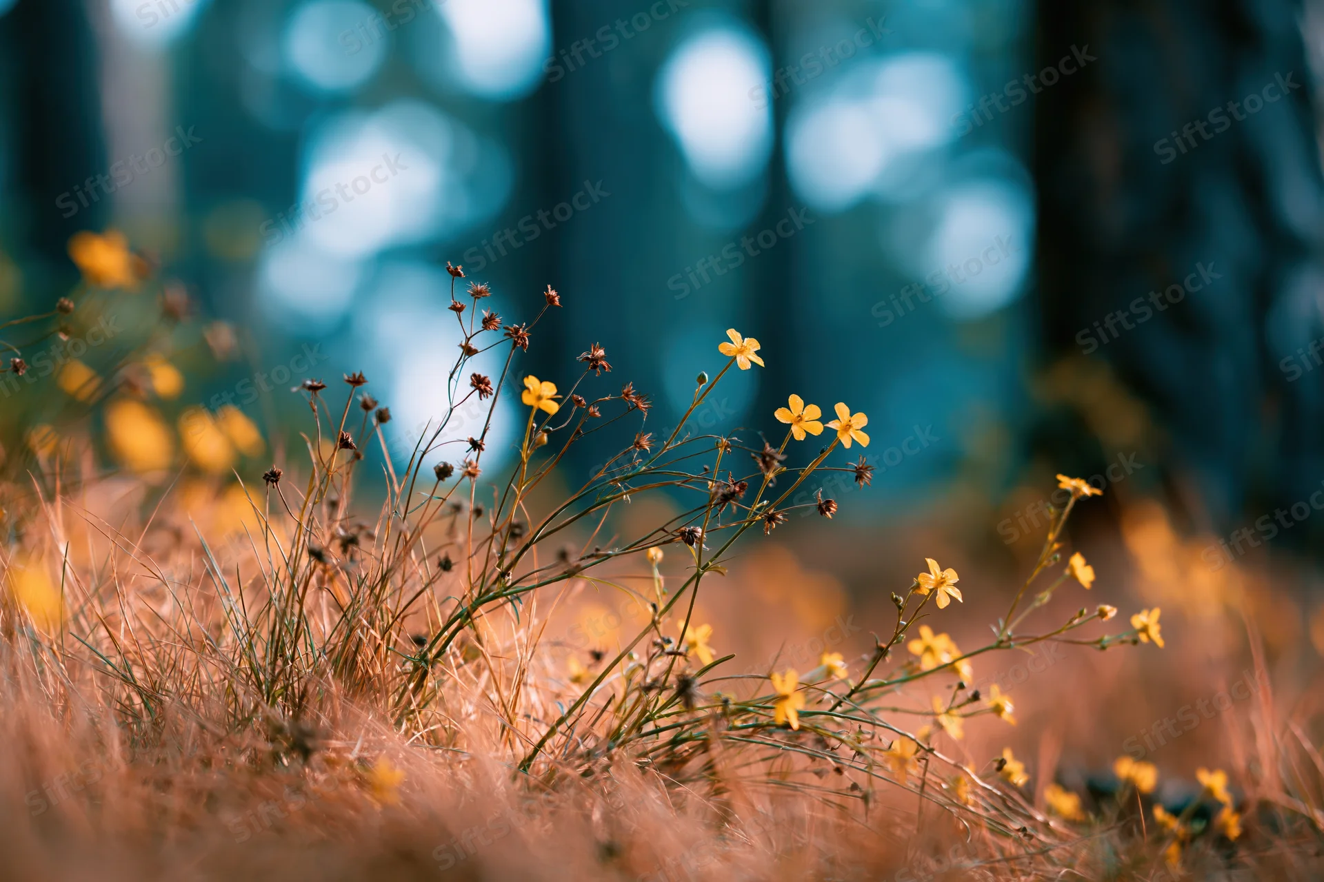 Small yellow wildflowers growing low among dry grass in a forest meadow with blurred background