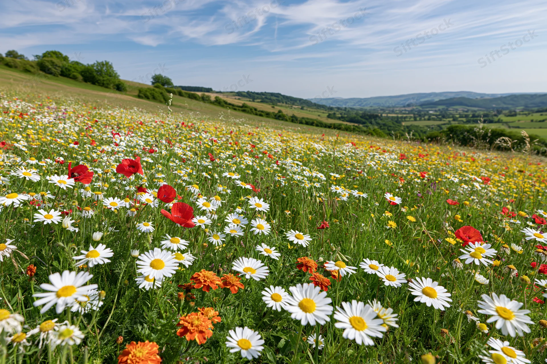 Wildflower meadow blooming across a gently sloping hillside under a blue sky with scattered clouds