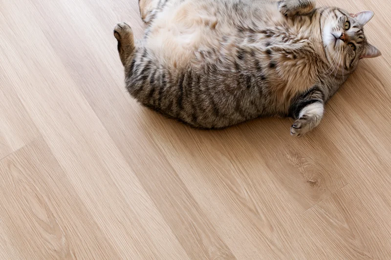 Tabby cat lying on its back on a light wood laminate floor